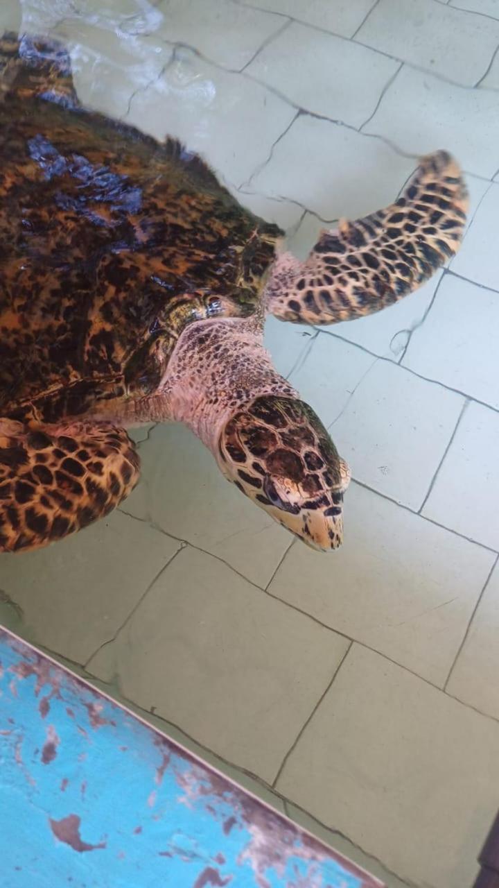 The Beach Bungalows & Turtle Sanctuary Pemuteran  Bagian luar foto