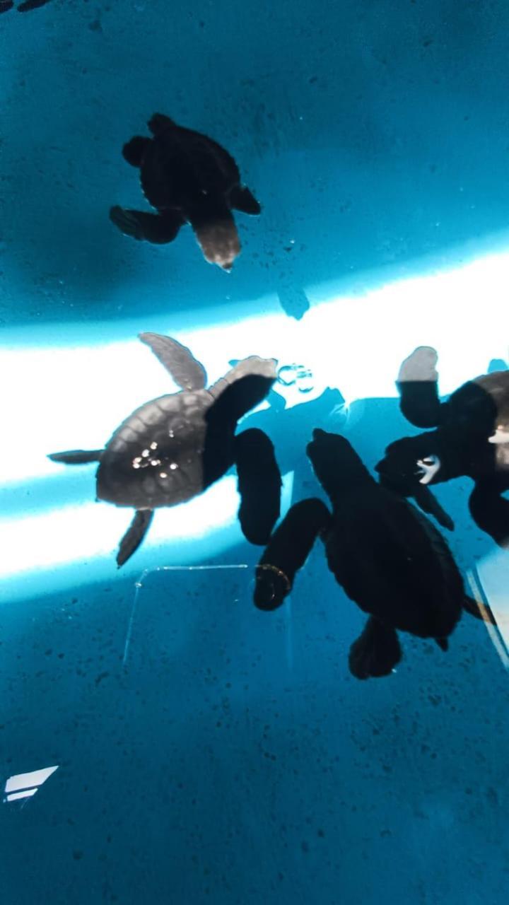 The Beach Bungalows & Turtle Sanctuary Pemuteran  Bagian luar foto