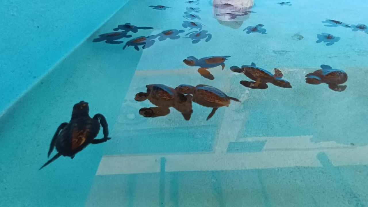 The Beach Bungalows & Turtle Sanctuary Pemuteran  Bagian luar foto