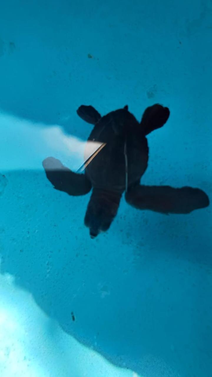 The Beach Bungalows & Turtle Sanctuary Pemuteran  Bagian luar foto