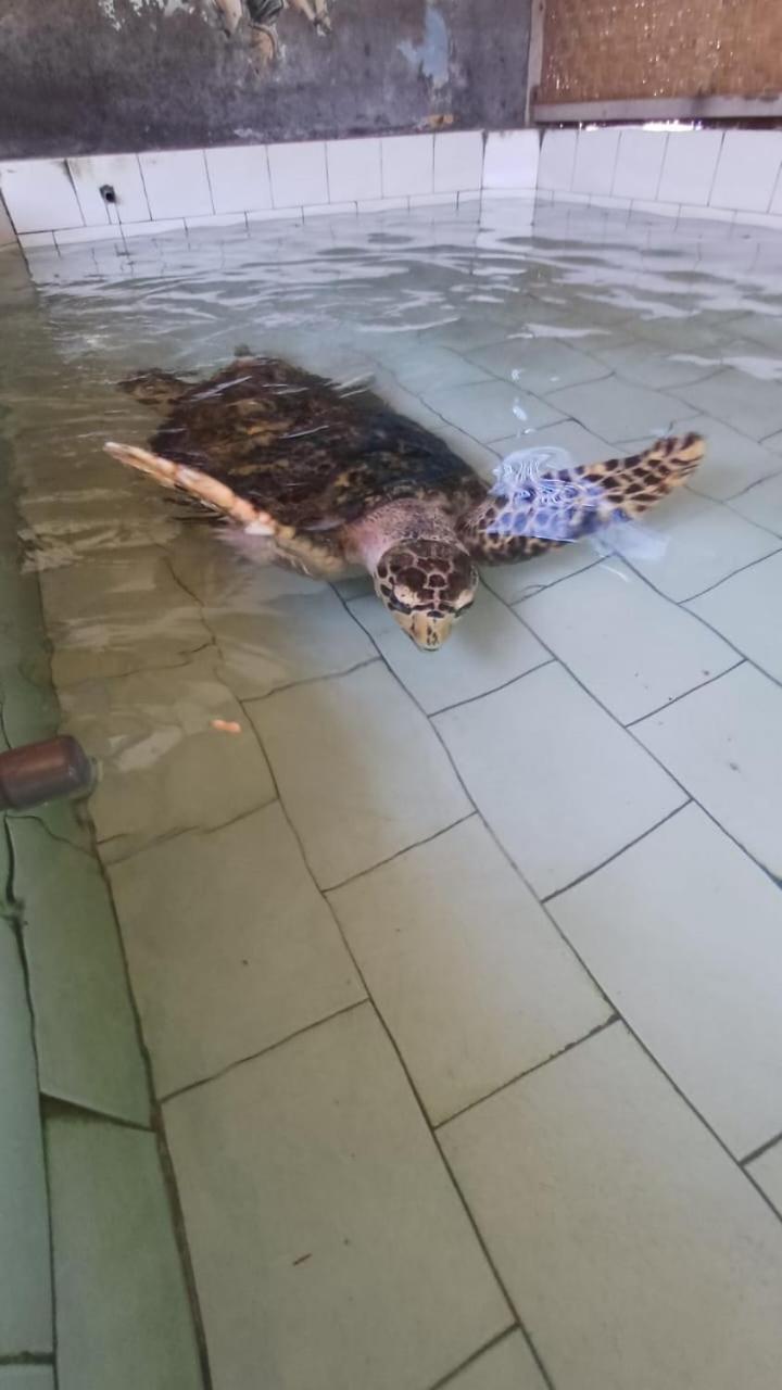 The Beach Bungalows & Turtle Sanctuary Pemuteran  Bagian luar foto