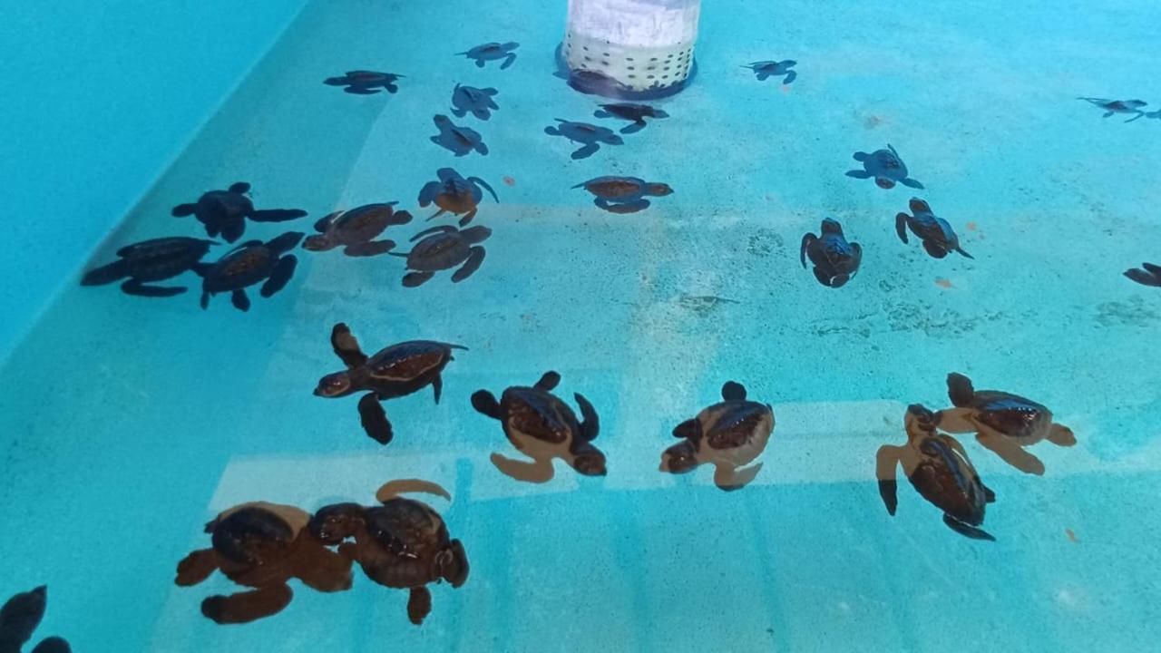 The Beach Bungalows & Turtle Sanctuary Pemuteran  Bagian luar foto